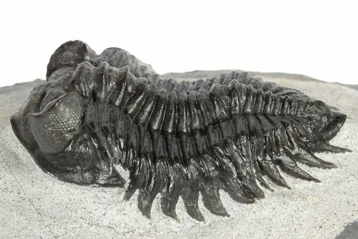 Coltraneia Trilobite Fossil - Huge Faceted Eyes #189853